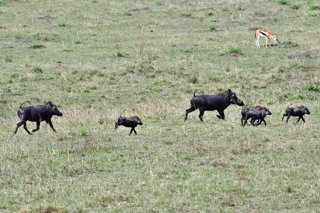 Masai Mara Nat. Reserve